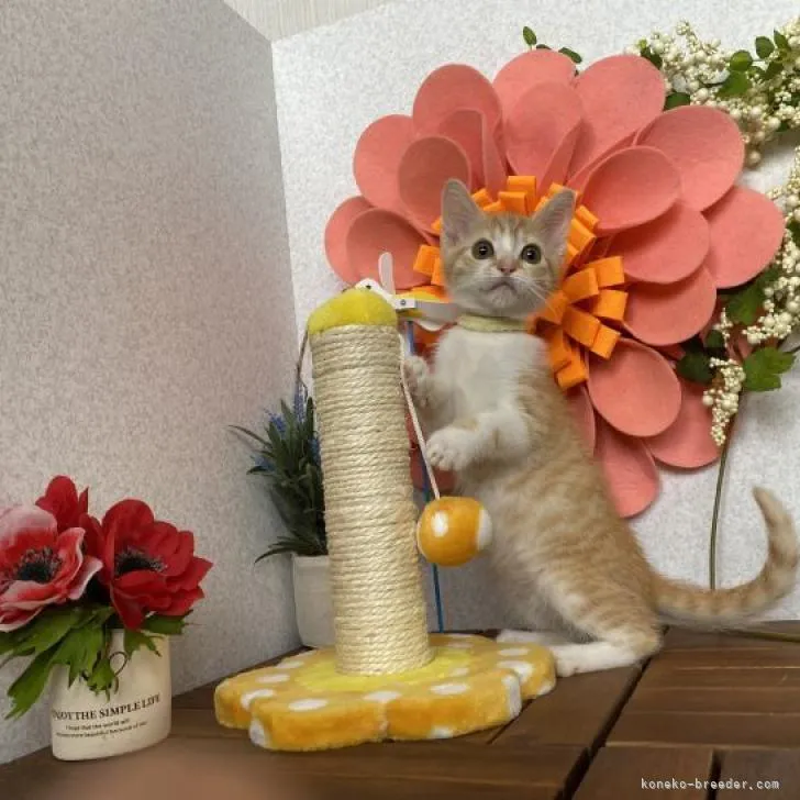 ID：2207-01543の子猫