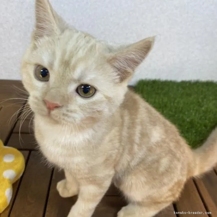 だいき 様のお迎えした子猫