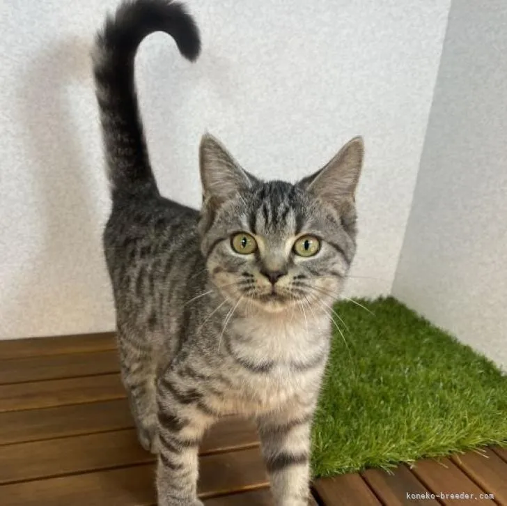 Y.S 様のお迎えした子猫