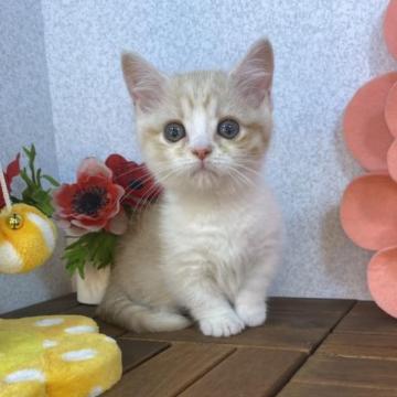 マンチカン(短足)【栃木県・女の子・2022年11月25日・クリームタビー】の写真「目のクリッとした女の子です。」