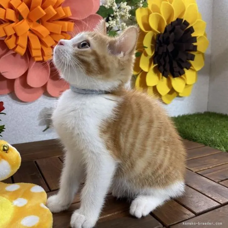 ID:2207-02110の子猫