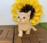マンチカン(短足)【栃木県・男の子・2024年7月10日・クリームタビー】の写真5