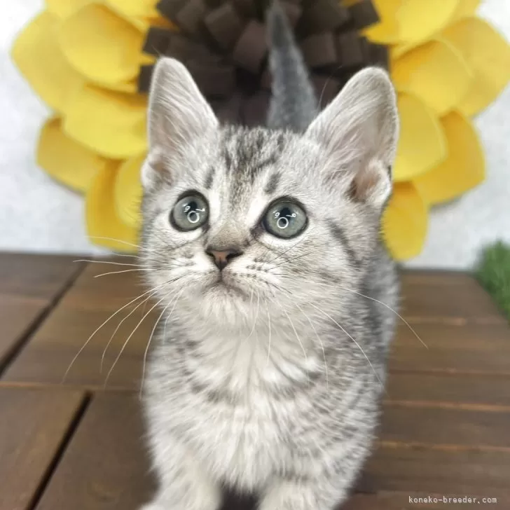 ID:2506-00409の子猫