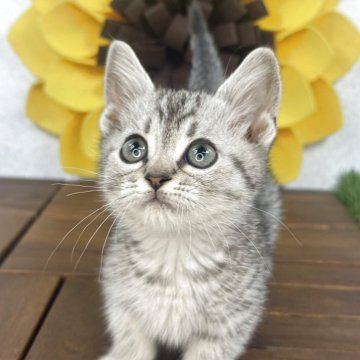 マンチカン(短足)【栃木県・男の子・2025年4月8日・シルバータビー】の写真「目のクリッとした男の子です。」