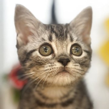 マンチカン(短足)【栃木県・男の子・2025年5月5日・シルバータビー】の写真「目のクリッとした男子です。」