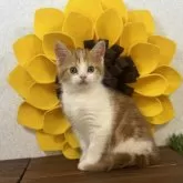 マンチカン(長足)【栃木県・女の子・2024年11月29日・レッドタビー&ホワイト】の写真1「2025年1月19日現在850g」