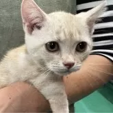 マンチカン(短足)