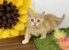 マンチカン(短足)【栃木県・男の子・2025年8月28日・レッドタビー】の写真2