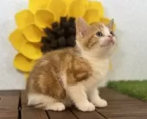 マンチカン(長足)【栃木県・女の子・2024年11月29日・レッドタビー&ホワイト】の写真3