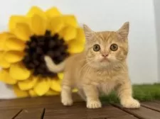 マンチカン(短足)【栃木県・男の子・2025年8月28日・レッドタビー】の写真4