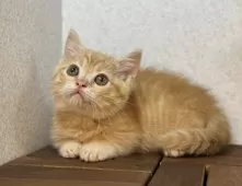 マンチカン(短足)【栃木県・男の子・2025年8月28日・レッドタビー】の写真6