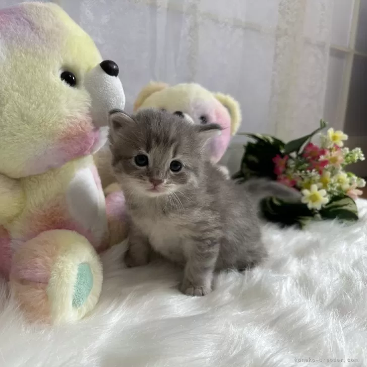 ID:2312-02550の子猫