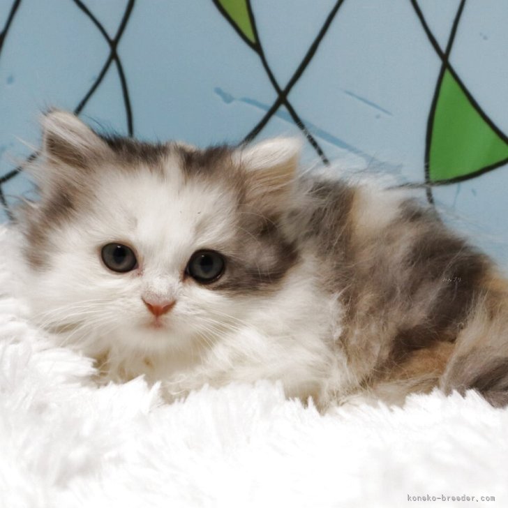 ブリーダー画像