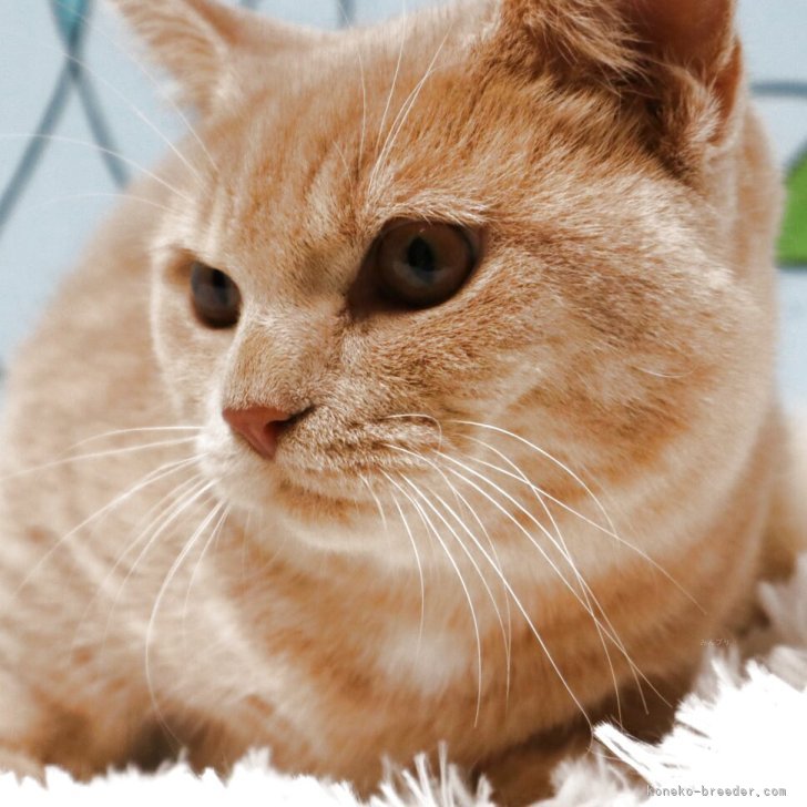 ブリーダー画像