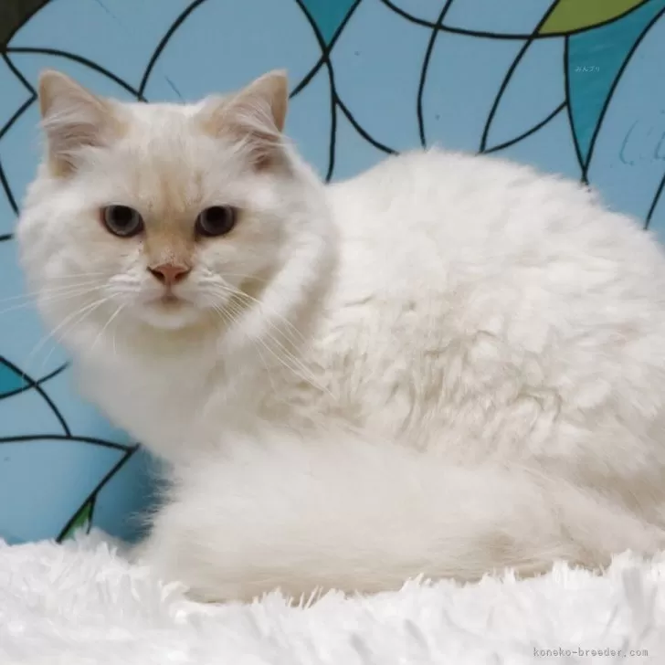 マンチカン(長足)【東京都・男の子・2025年3月27日・クリームポイント