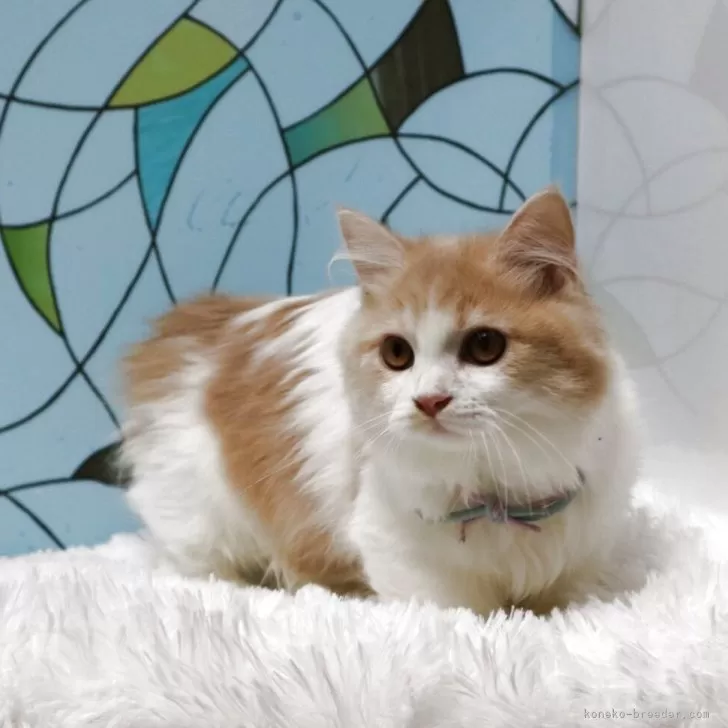 C.K 様のお迎えした子猫