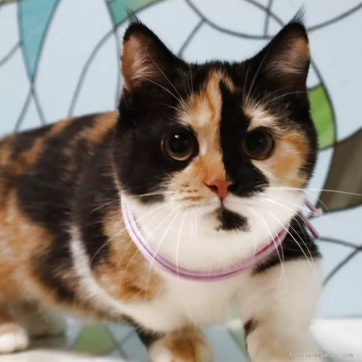 マンチカン(短足)【東京都・女の子・2025年5月1日・キャリコ】の写真1「ブレイズの短足キャリコちゃん」