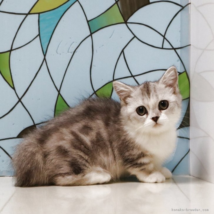 ブリーダー画像