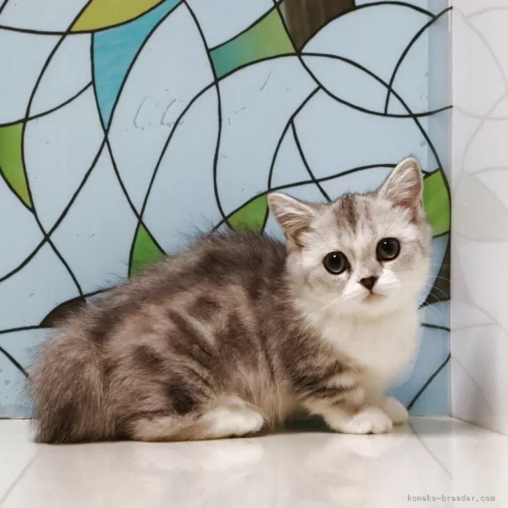 ミヌエット(短足)【東京都・女の子・2025年6月30日・シルバータビー&amp;ホワイト】の写真1「短足のおとなしい女の子です。」