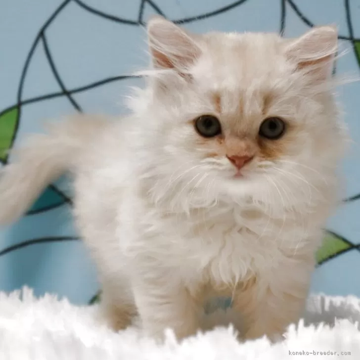 N.N 様のお迎えした子猫