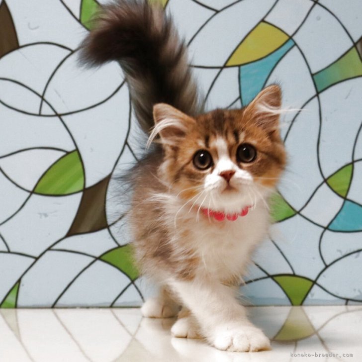 ミヌエット(長足)【東京都・女の子・2025年6月30日・ブラウンタビー