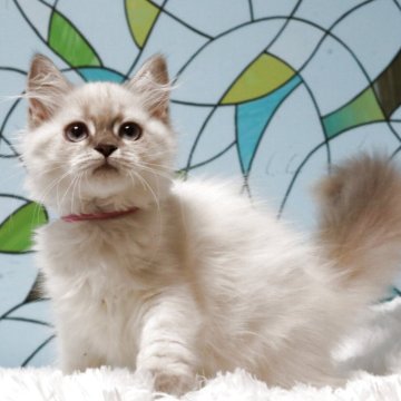 マンチカン(長足)【東京都・女の子・2025年8月19日・シールポイント】の写真「珍しいポイントカラー」