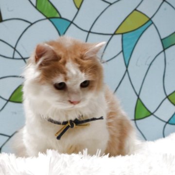 マンチカン(短足)【東京都・男の子・2025年6月10日・クリーム&ホワイト】の写真「イケメン4兄弟です」