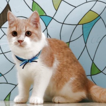 マンチカン(長足)【東京都・男の子・2025年5月1日・クリームタビー&ホワイト】の写真「元気いっぱいの長足の男の子です。」