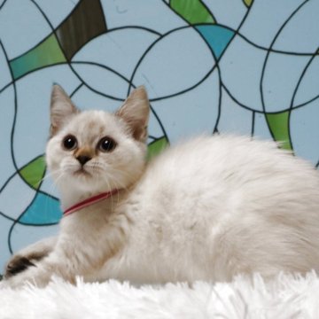 マンチカン(長足)【東京都・女の子・2025年8月19日・リンクスポイント】の写真「珍しいポイントカラー」