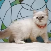 マンチカン(長足)