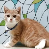 マンチカン(長足)