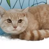 マンチカン(短足)