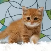 マンチカン(長足)