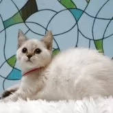 マンチカン(長足)