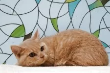 マンチカン(短足)【東京都・男の子・2025年5月1日・クリームタビー】の写真2