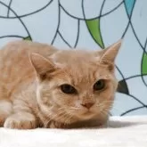 マンチカン(短足)【東京都・男の子・2025年5月1日・クリームタビー】の写真3