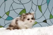 マンチカン(短足)【東京都・女の子・2025年9月30日・ダイリュートキャリコ】の写真4