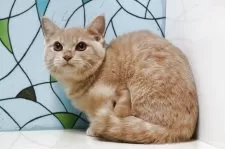 マンチカン(短足)【東京都・男の子・2025年5月1日・クリームタビー】の写真4