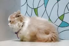 マンチカン(短足)【東京都・男の子・2025年6月10日・クリーム&ホワイト】の写真4