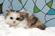 マンチカン(短足)【東京都・女の子・2025年9月30日・ダイリュートキャリコ】の写真5