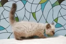 マンチカン(長足)【東京都・男の子・2025年8月19日・シールポイント】の写真5