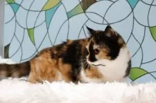 マンチカン(短足)【東京都・女の子・2025年5月1日・キャリコ】の写真7