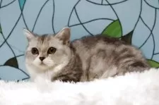 ミヌエット(短足)【東京都・女の子・2025年6月30日・シルバータビー&ホワイト】の写真7