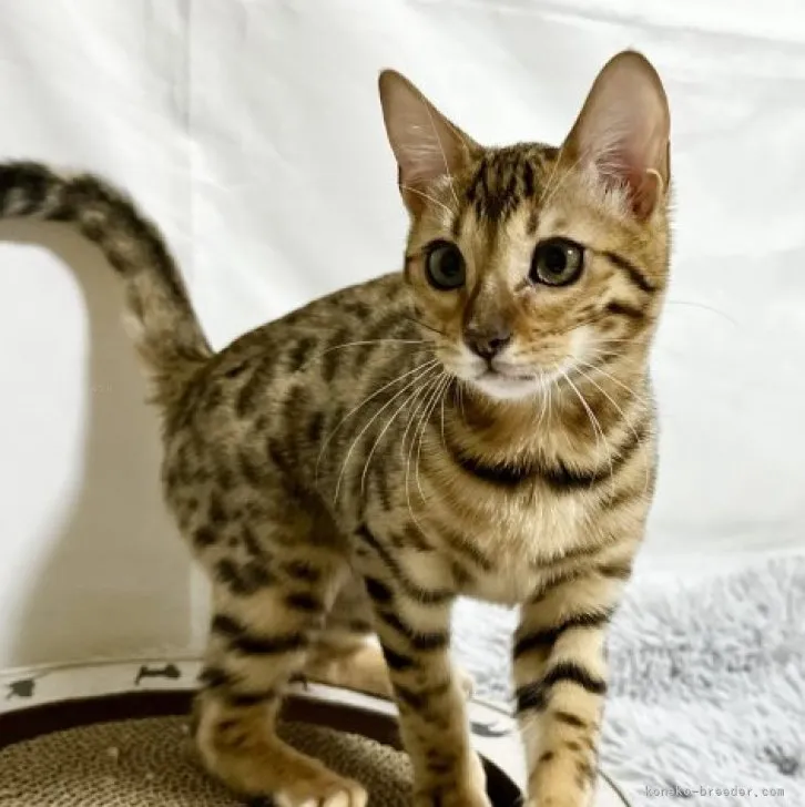 ID：2309-00586の子猫