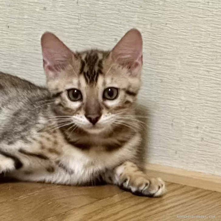 ID：2406-00015の子猫