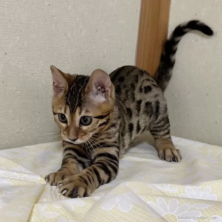 ID：2404-00204の子猫