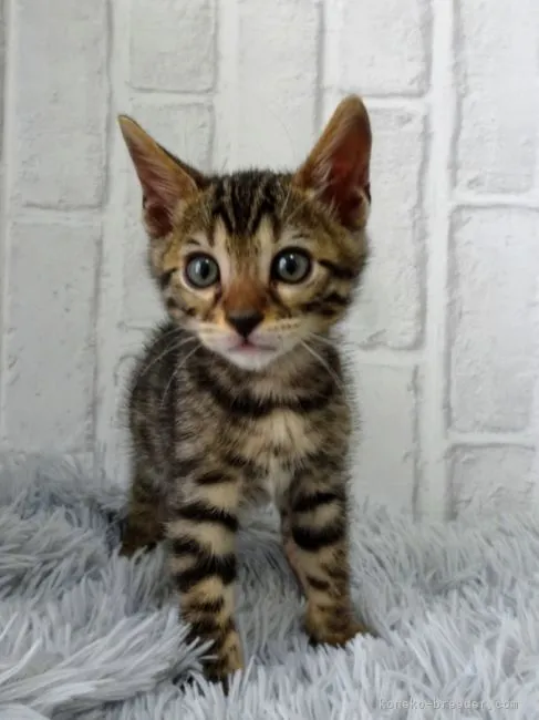 ID：2111-00689の子猫