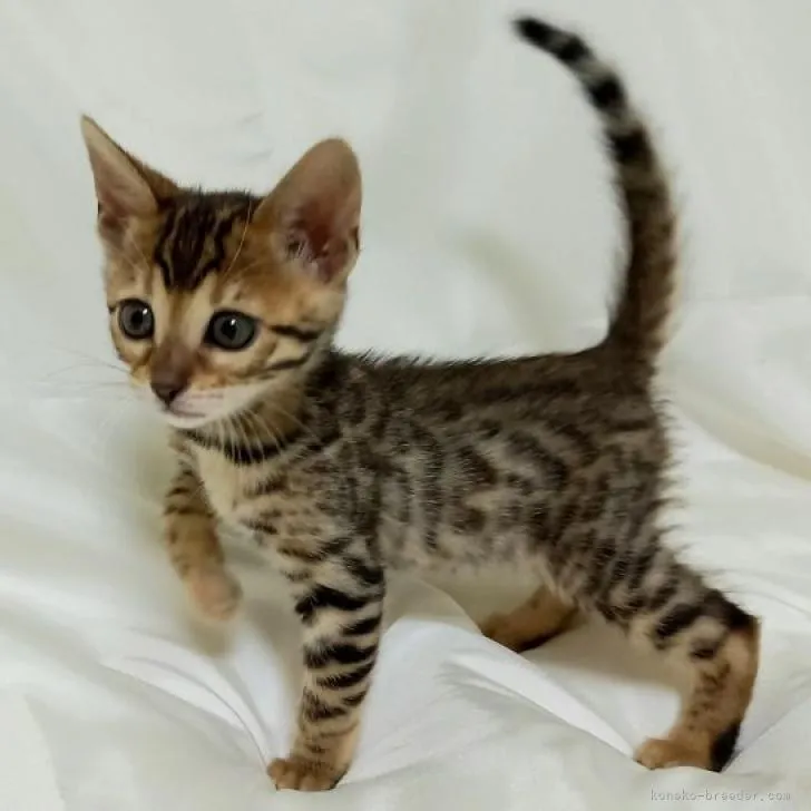 ID：2301-00236の子猫