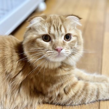 スコティッシュフォールド(折れ耳)【愛知県・男の子・2024年5月15日・レッドタビー】の写真「秋のフェア開催！
スリスリしてくる可愛い男の子」