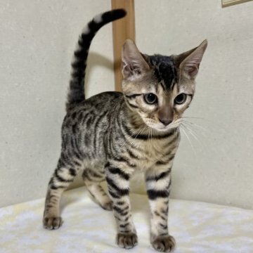 ベンガル【愛知県・男の子・2024年2月4日・ブラウンスポテッドタビー】の写真「とっても愛らしい！ベンガルの男の子！」